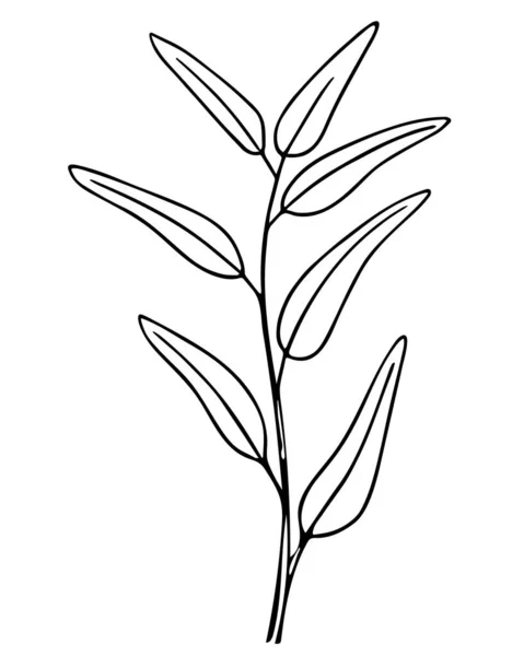 Olivová Větev Ručně Kreslený Čmáranice Větvička Listovým Obrysem Jednoduchý Minimalistický — Stockový vektor