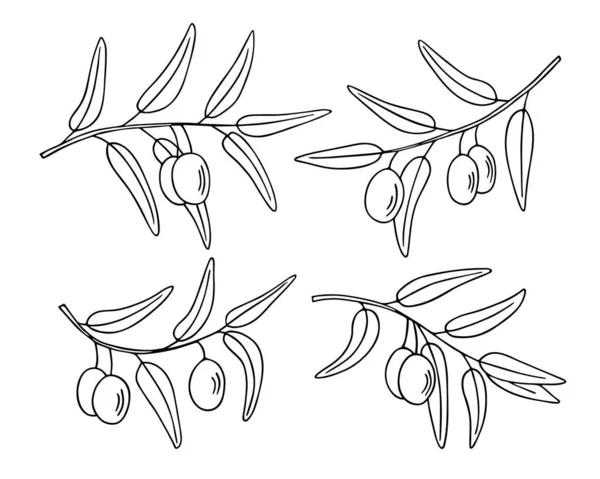 Olivenzweig Set Handgezeichnete Kritzelskizze Zweige Mit Blättern Und Früchten Umreißen — Stockvektor