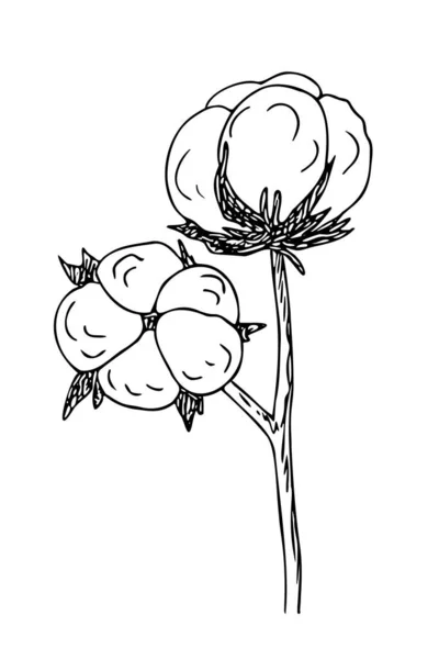 Cotton Flower Bavovna Floral Branch Fiber Plant Origin Hand Drawn — Stock Vector