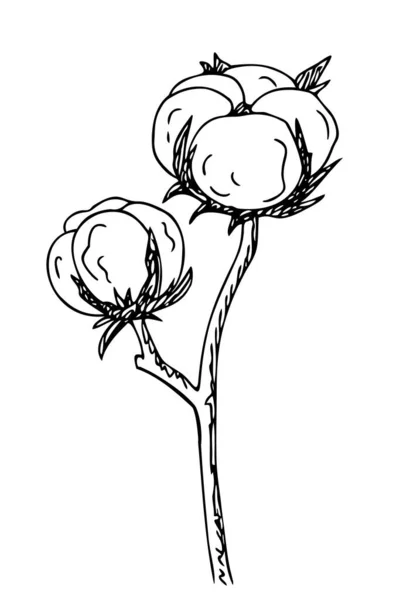 Бавовняна Квітка Квіткова Гілка Бавовна Волокна Рослинного Походження Стиль Малювання — стоковий вектор