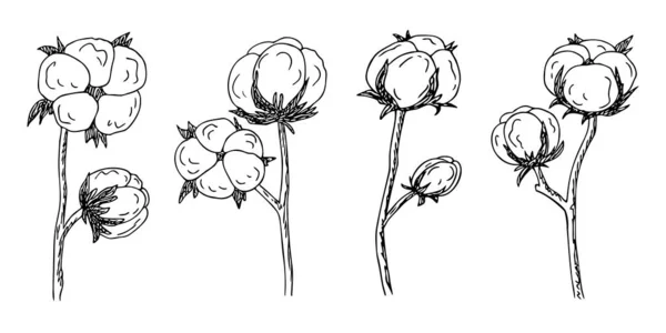 Baumwollblume Bavovna Blumenzweig Faser Pflanzlichen Ursprungs Handgezeichnete Skizzen Symbol Für — Stockvektor