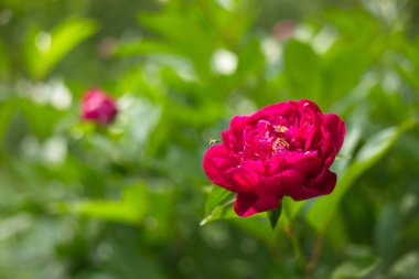 Burgundy şakayığı yakın plan, bir sinek etrafta uçar..