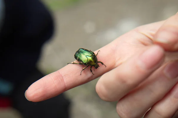 A close-up of a green beetle is on a human finger