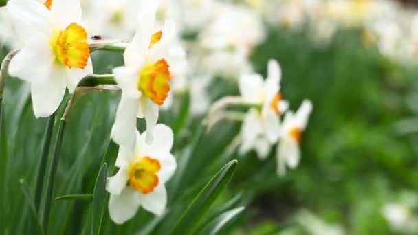 White Daffodils Yellow Cores Sway Wind Background Many Plants Same — Wideo stockowe