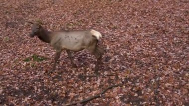 Güz aylarında ormanda dolaşan geyik Wapiti geyiğine yakın dur..