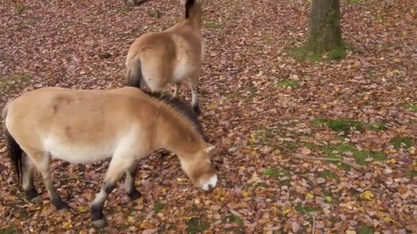 Przewalského Koně Stáli Lese Rozhlíželi Zamračeném Podzimním Dni — Stock video