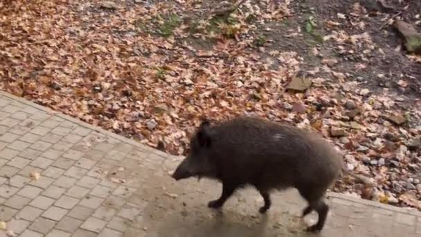 Close Van Wilde Zwijnen Varken Lopen Langs Een Pad Ruiken — Stockvideo