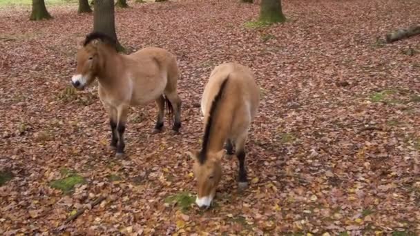 Konie Przewalskiego Stojące Lesie Rozglądające Się Jesienią Pochmurny Dzień — Wideo stockowe