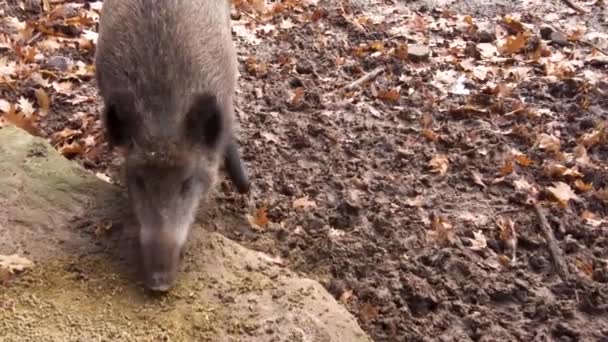 野生のイノシシの豚の道に沿って歩くと香りを閉じます — ストック動画
