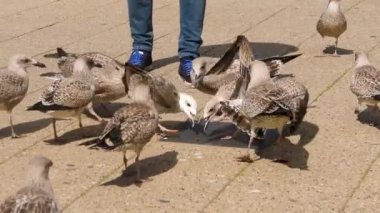 Hollanda 'da güneşli bir günde martı kumsala bakıyor.
