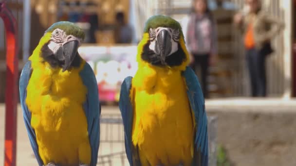 Κοντινό Πλάνο Δύο Παπαγάλων Μακάο Κοιτάζοντας Γύρω Μια Ηλιόλουστη Μέρα — Αρχείο Βίντεο