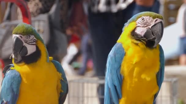 Close Dois Papagaios Arara Olhando Redor Dia Ensolarado Calçadão — Vídeo de Stock
