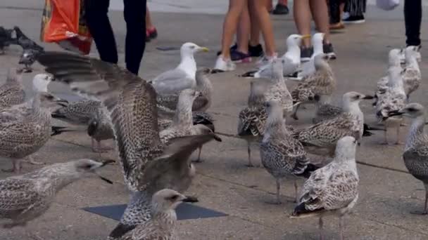 Zeemeeuw Rondkijkend Het Strand Een Zonnige Dag Nederland — Stockvideo