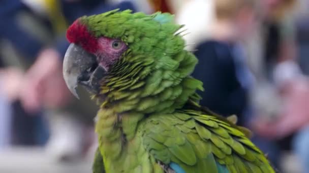 Detailní Záběr Dvou Papoušků Macaw Rozhlížejících Slunečném Dni Promenádě — Stock video