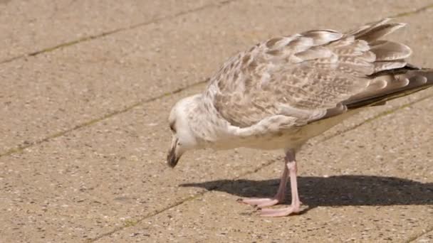 Möwe Schaut Sich Strand Einem Sonnigen Tag Den Niederlanden — Stockvideo