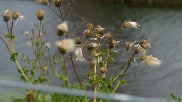 Väderkvarnar Ett Öppet Fält Nederländerna Mulen Och Blåsig Dag Sommaren — Stockvideo