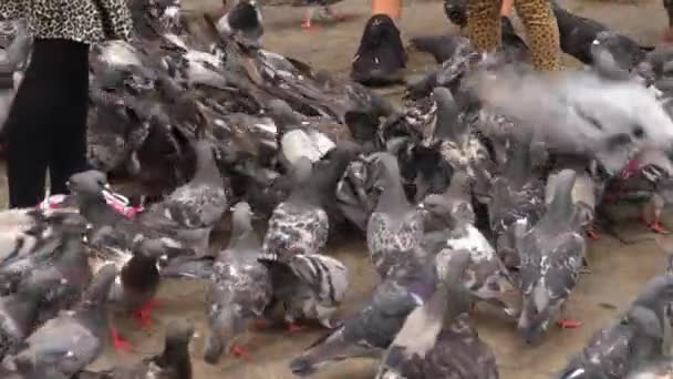 Les Pigeons Sont Nourris Par Une Fille Sur Une Frénésie — Video