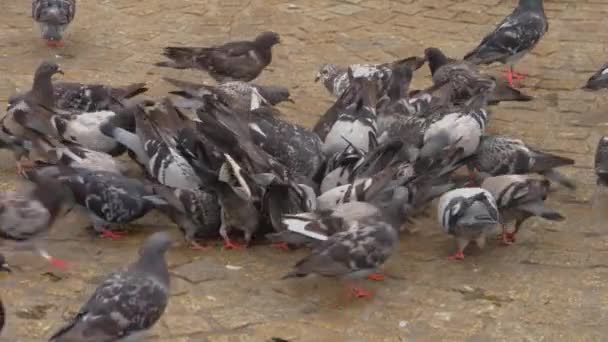 นกพ ราบถ กเล ยงโดยเด งคล งไคล ในอ มสเตอร มในเม องใหญ — วีดีโอสต็อก