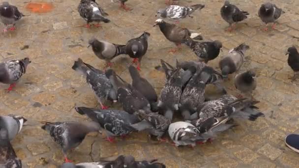 Pigeons Feed Girl Feeding Frenzy Amsterdam Main Town Square Summer — Stock Video