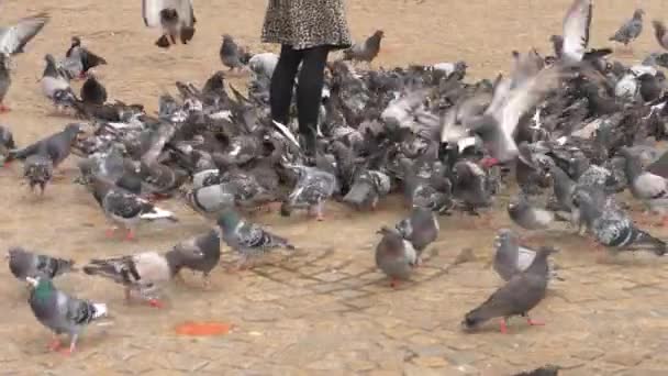 Pigeons Feed Girl Feeding Frenzy Amsterdam Main Town Square Summer — Stock Video