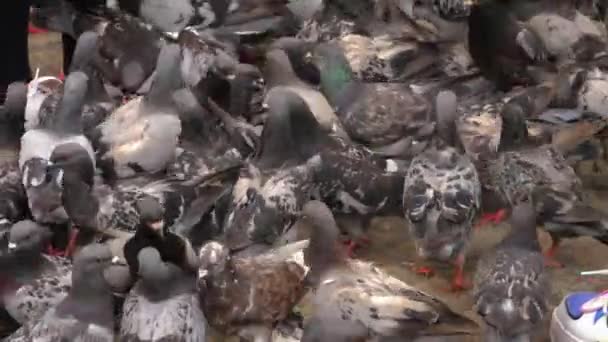 Voerduiven Amsterdam Een Bewolkte Zomerdag — Stockvideo