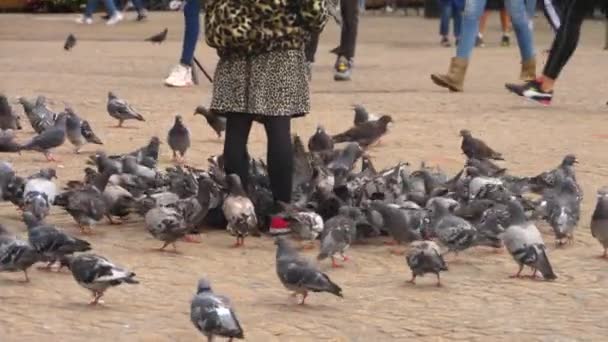 Alimentar Las Palomas Ámsterdam Día Nublado Verano — Vídeos de Stock