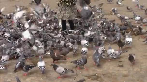 鳩は夏にアムステルダムのメインタウン広場の給餌狂乱の女の子によって供給されています — ストック動画