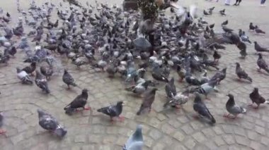 Amsterdam 'da bir kasaba meydanında çocuklar güvercinleri besliyor.