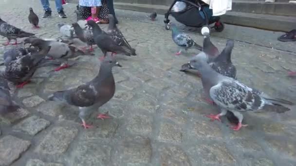 Las Palomas Son Alimentadas Por Los Niños Frenesí Alimentación Amsterdam — Vídeo de stock