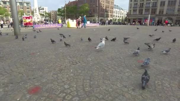 ピジョンは アムステルダムのメインタウン広場の給餌狂乱で子供たちによって供給されています — ストック動画