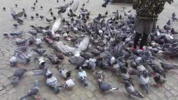 Pigeons Feed Kids Feeding Frenzy Amsterdam Main Town Square — Stock Video