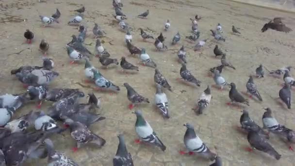 在阿姆斯特丹一个主要的城镇广场上 孩子们疯狂地喂鸽子 — 图库视频影像