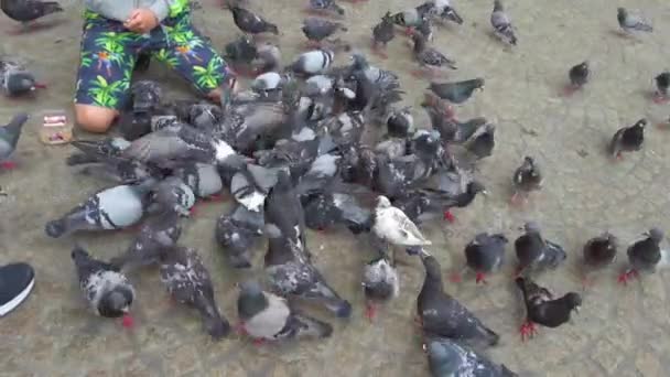 Pigeons Feed Kids Feeding Frenzy Amsterdam Main Town Square — Stock Video