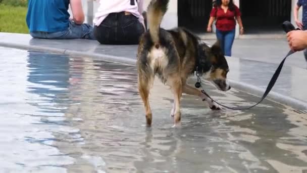 ブリュッセルの噴水で冷却する犬 — ストック動画
