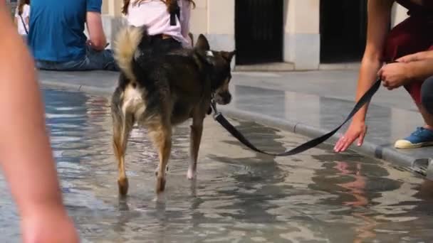 Anjing Mendingin Air Mancur Brussels — Stok Video