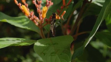 Bir çiçekten nektar toplayan kelebeğe yaklaş.