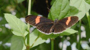 Bir çiçekten nektar toplayan kelebeğe yaklaş.