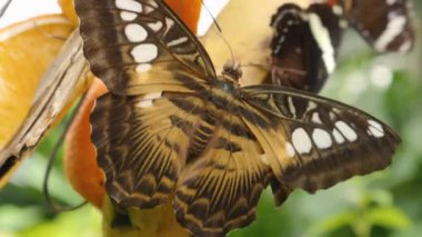 Bir çiçekten nektar toplayan kelebeğe yaklaş.