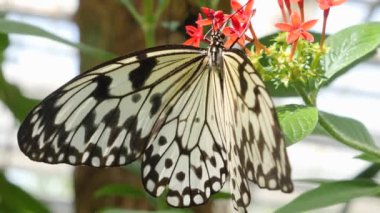 Bir çiçekten nektar toplayan kelebeğe yaklaş.