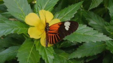 Bir çiçekten nektar toplayan kelebeğe yaklaş.