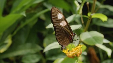 Bir çiçekten nektar toplayan kelebeğe yaklaş.