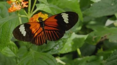 Bir çiçekten nektar toplayan kelebeğe yaklaş.