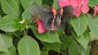 Bir çiçekten nektar toplayan kelebeğe yaklaş.