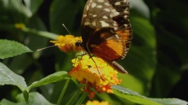 Bir çiçekten nektar toplayan kelebeğe yaklaş.