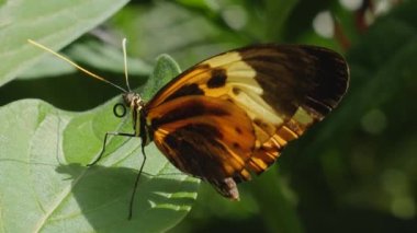 Bir çiçekten nektar toplayan kelebeğe yaklaş.