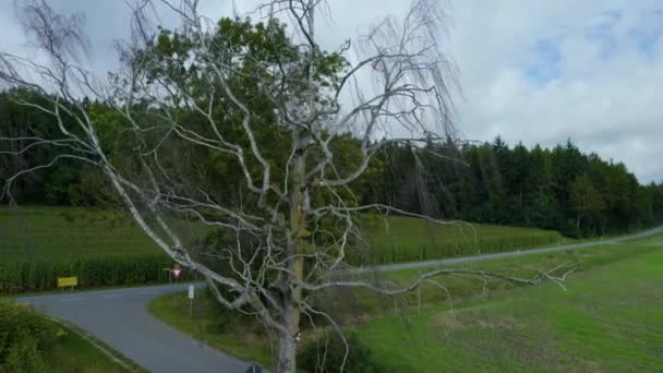 Vista Aérea Árvore Morta Lado Uma Estrada Dia Nublado Verão — Vídeo de Stock