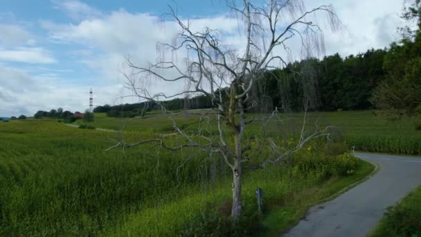 Вид Повітря Мертве Дерево Стороні Дороги Похмурий День Влітку — стокове відео