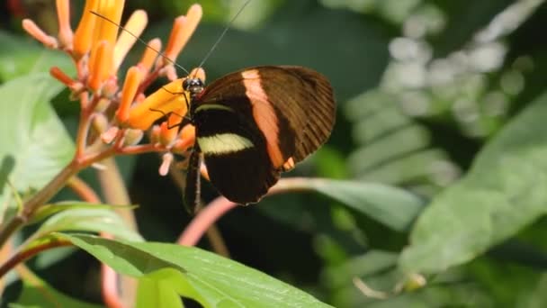 Acercamiento Mariposa Que Recoge Néctar Flor — Vídeo de stock