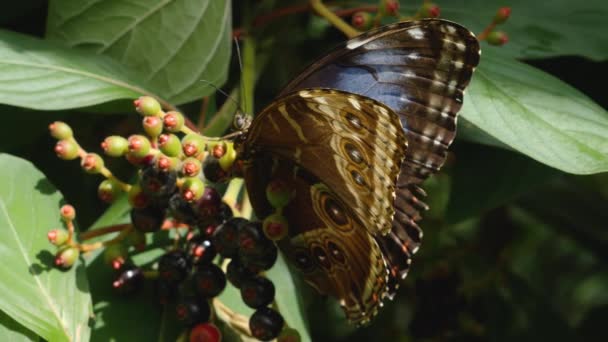 Acercamiento Mariposa Que Recoge Néctar Flor — Vídeos de Stock