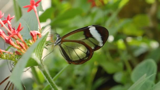 Primo Piano Farfalla Che Raccoglie Nettare Fiore — Video Stock